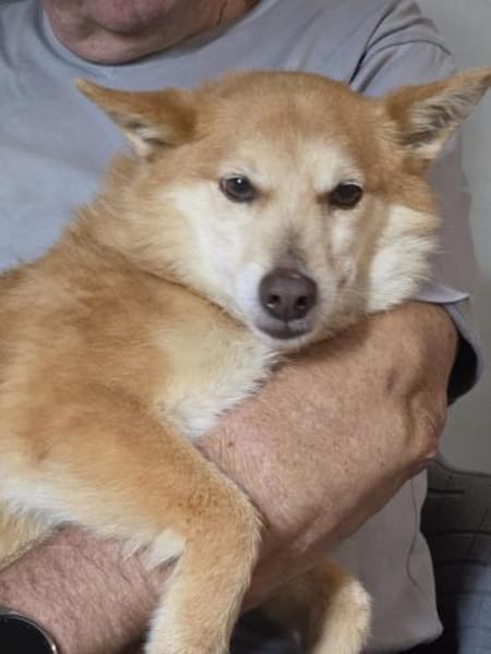 Rusty - freundlich und lieb