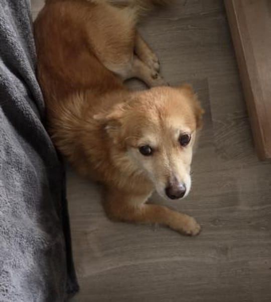 Rusty - freundlich und lieb