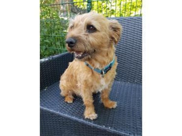 Lucky  wartet in 56379 Oberwies