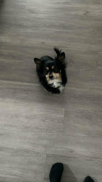 kleine zarte Hundedame Maya