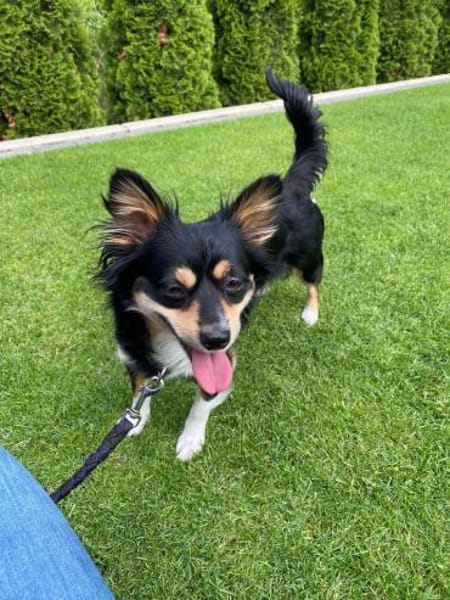 kleine zarte Hundedame Maya