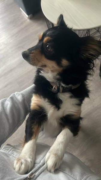 kleine zarte Hundedame Maya