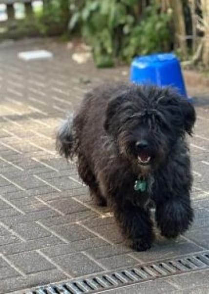 Aldor 42 cm (Pfegestelle)