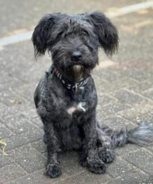 Aldor 42 cm (Pfegestelle)