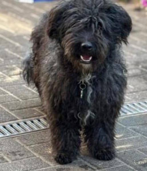 Aldor 42 cm (Pfegestelle)