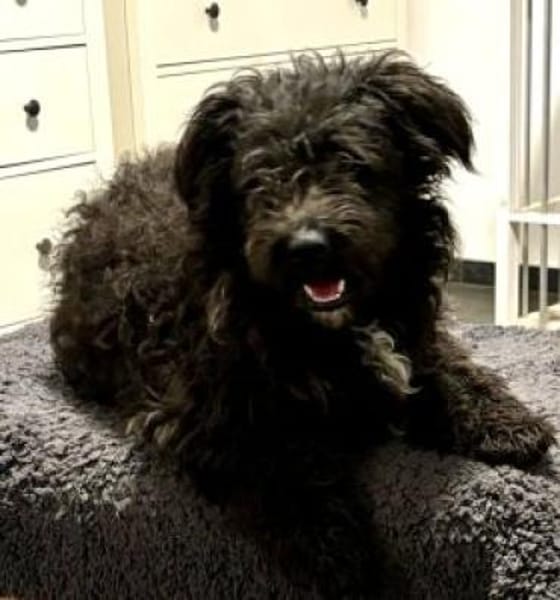 Aldor 42 cm (Pfegestelle)