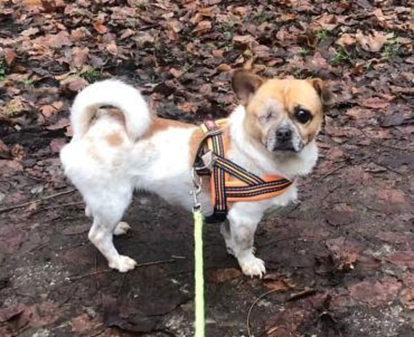 Bruno sucht ein Zuhause