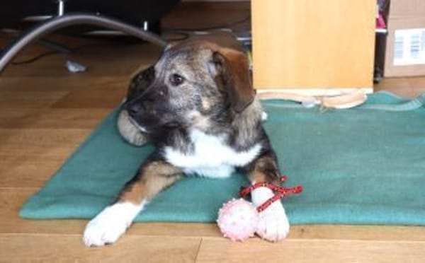 Welpentypisch lebensfrohe Alana