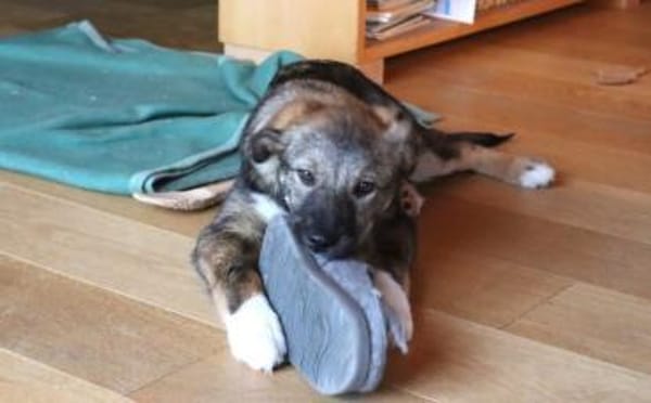 Welpentypisch lebensfrohe Alana