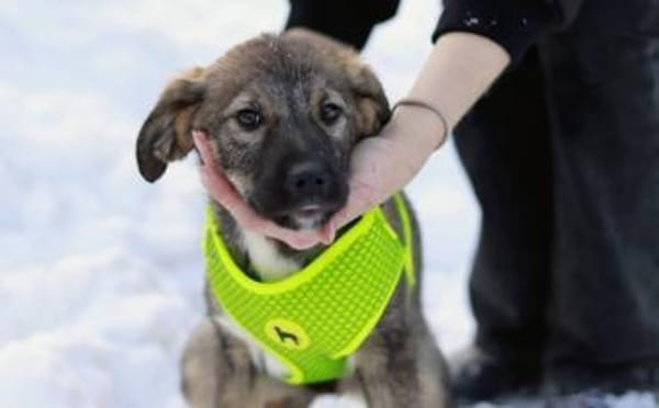 Welpentypisch lebensfrohe Alana