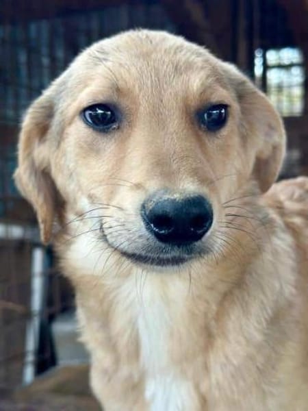 DENNIS-wunderschöner Welpen-Rüde