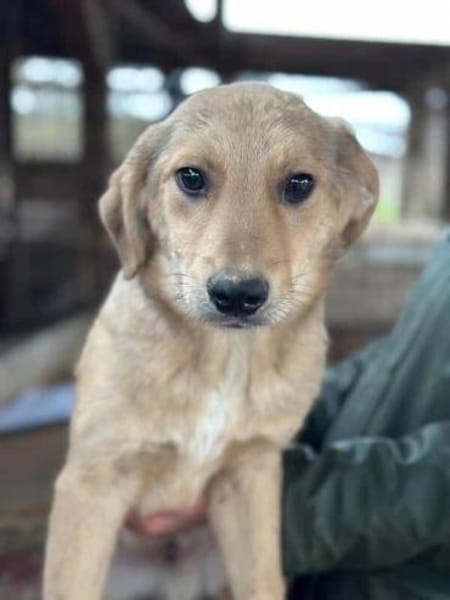 DENNIS-wunderschöner Welpen-Rüde