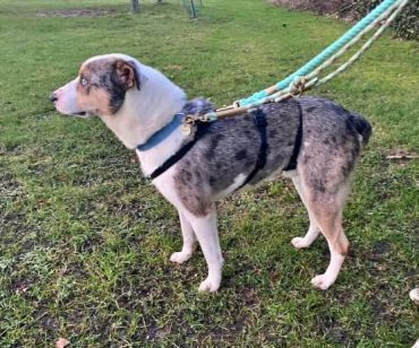 KLEIN-in Deutschland auf Pflege!