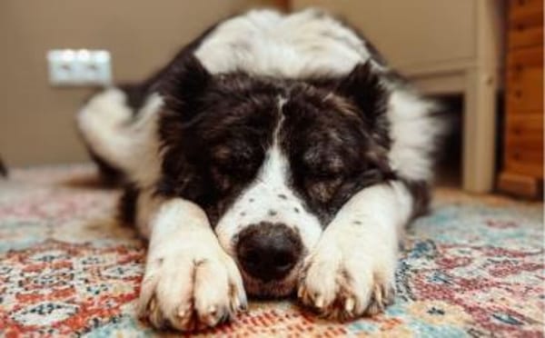 Großer Carlos sucht passendes Zuhause