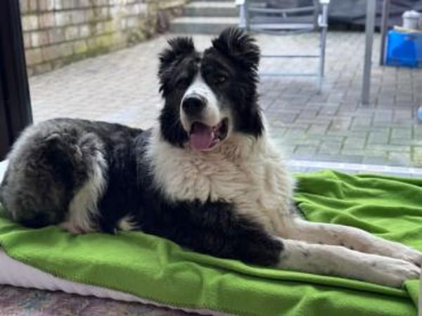 Großer Carlos sucht passendes Zuhause