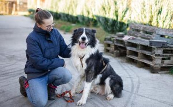 Großer Carlos sucht passendes Zuhause