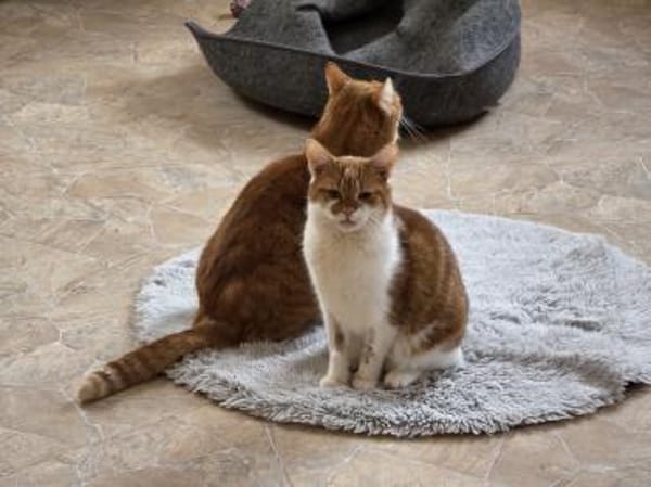 TOM & JERRY - geb. ca. 05/2023