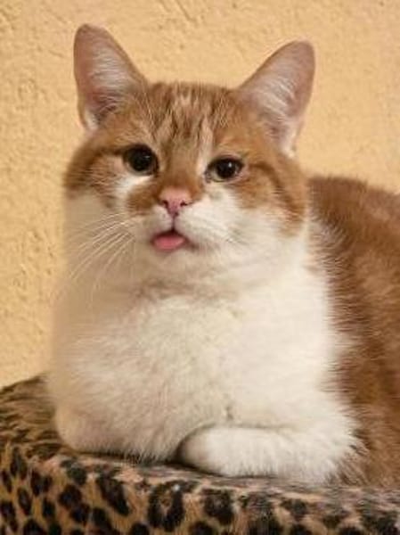 TOM & JERRY - geb. ca. 05/2023