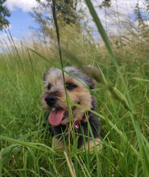 Lotte sucht dringend ein neues Zuhause