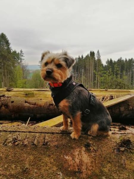 Lotte sucht dringend ein neues Zuhause