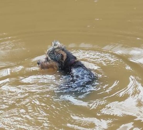 Lotte sucht dringend ein neues Zuhause