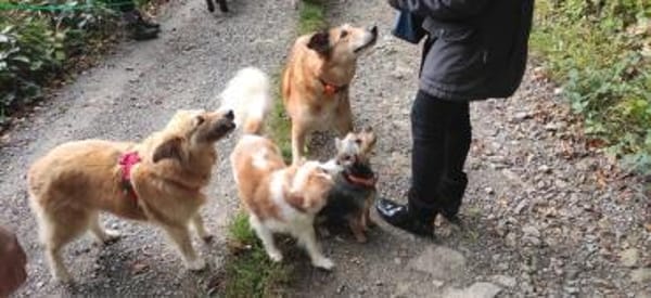 Lotte sucht dringend ein neues Zuhause