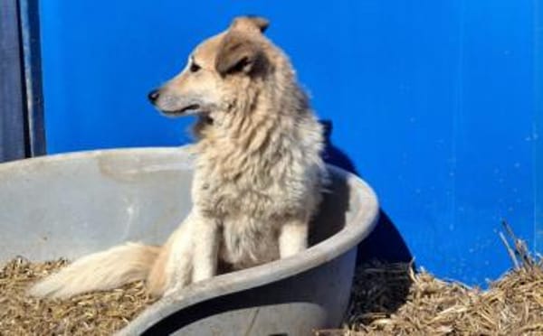 Zeigst du Thanos ein schönes Leben?