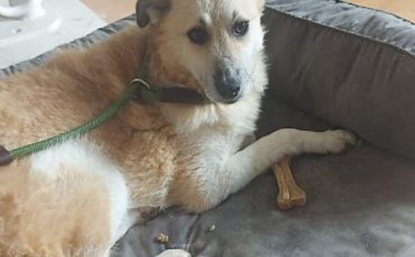 Zeigst du Thanos ein schönes Leben?