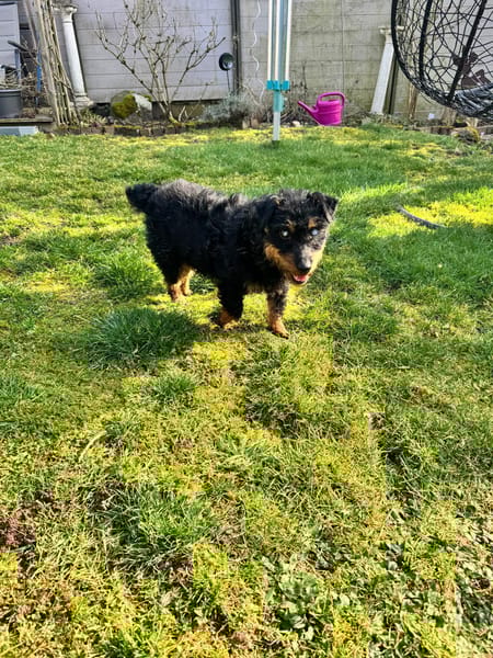 Elton sucht seine Menschen ❣🐾❣