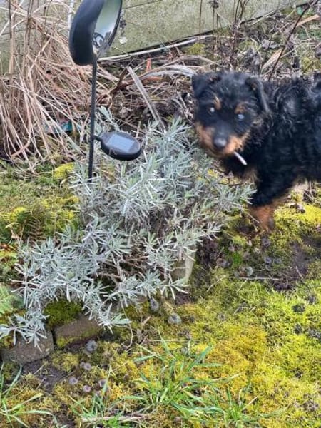 Elton sucht seine Menschen ❣🐾❣