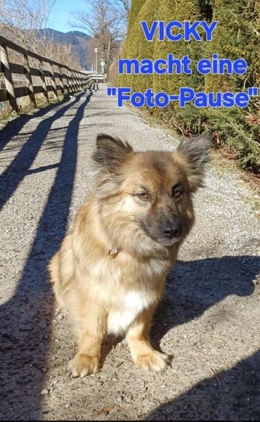 Ganz liebe Vicky sucht ihr Körbchen