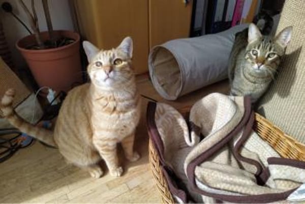 Foxy FeLV+ sucht in Wohnungshaltung