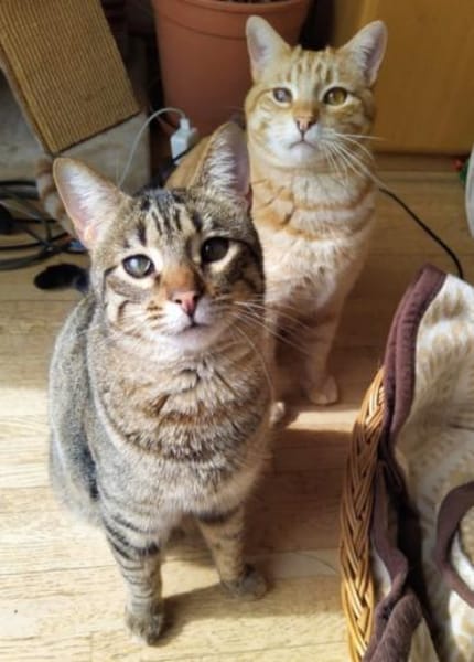 Foxy FeLV+ sucht in Wohnungshaltung