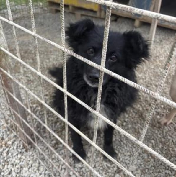 Annie ein absoluter Schatz