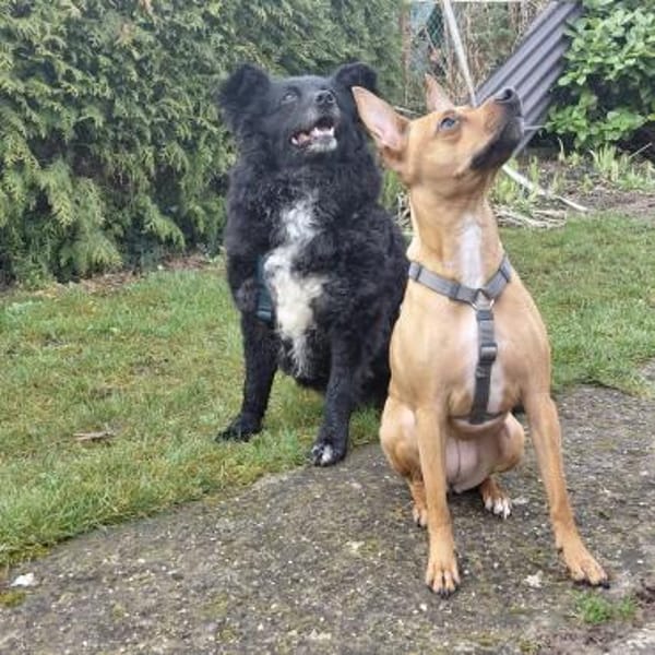 Annie ein absoluter Schatz