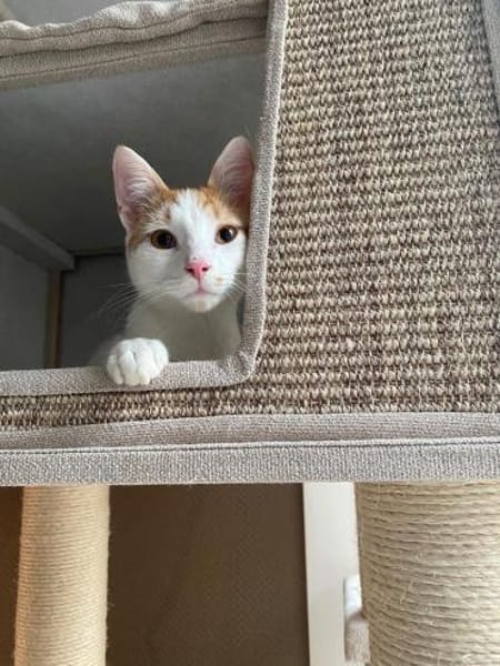 Henry💙 sucht seine Familie💙