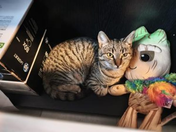 🐾 Kleiner Caramelo sucht Geborgenheit