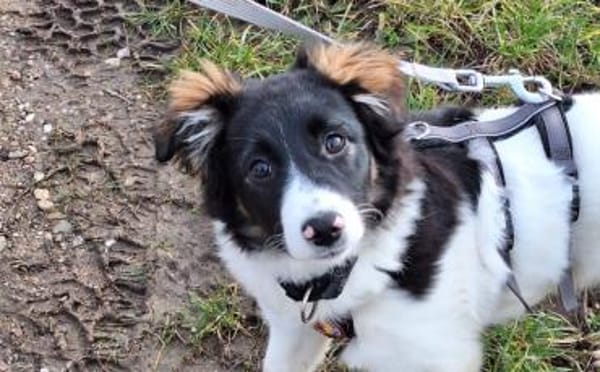 Nancy - bezauberndes Hundemädchen