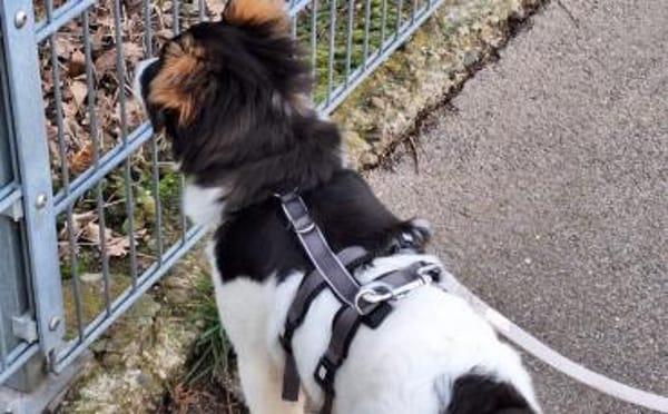 Nancy - bezauberndes Hundemädchen