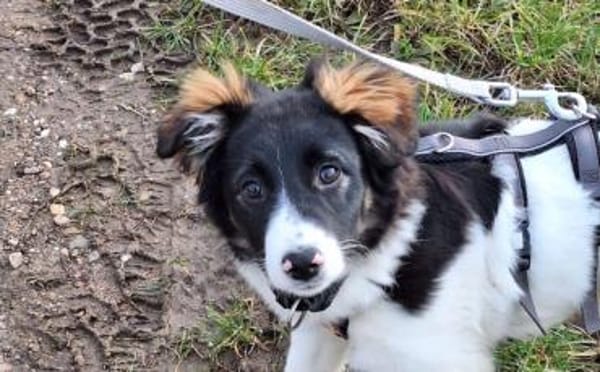 Nancy - bezauberndes Hundemädchen