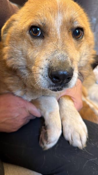 Tobi, freundlich, Menschen bezogen