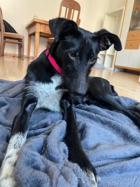 junge Flor sucht ihr Zuhause