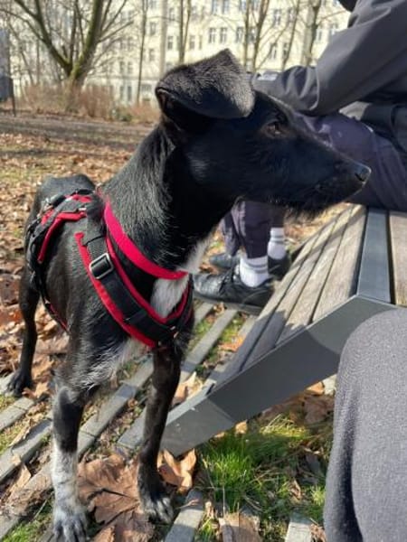 junge Flor sucht ihr Zuhause