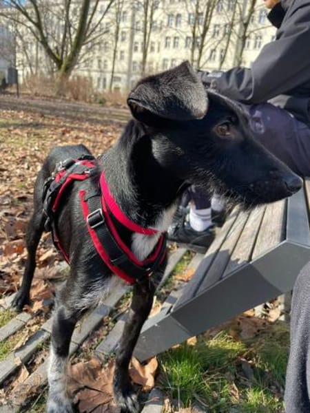 junge Flor sucht ihr Zuhause