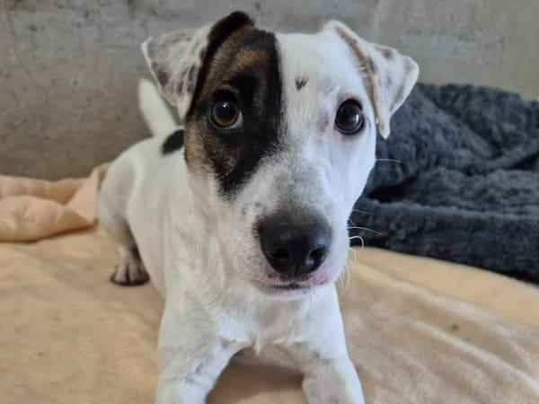 AIKO QCN (a trouvé sa famille)