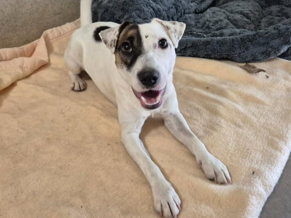 AIKO QCN (a trouvé sa famille)