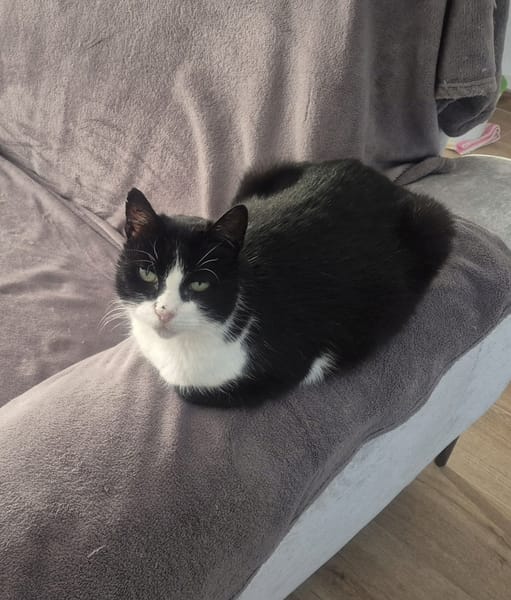 Aline,chat  femelle,  née en 2013