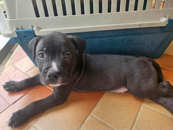 Snoopy le joyeux petit cane corso