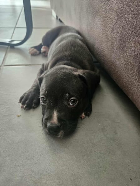 Snoopy le joyeux petit cane corso