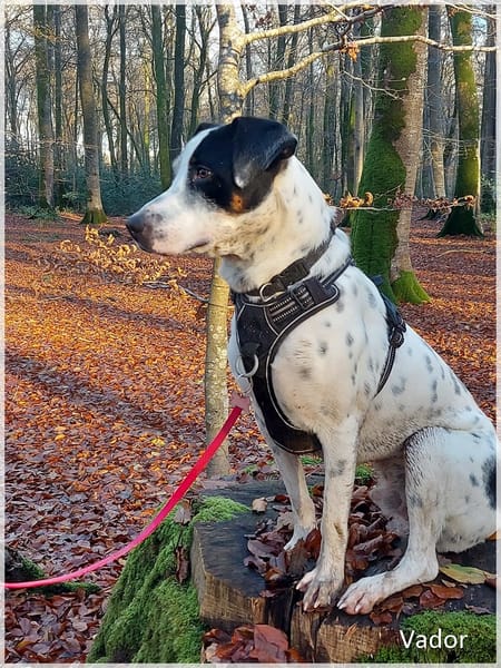 Vador l'adorable petit guerrier tripatte